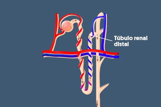 Imagem ilustrativa do artigo Formação da urina: principais etapas do processo