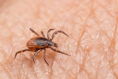 Imagem ilustrativa do artigo Erliquiose: o que é, sintomas, causas, transmissão e tratamento