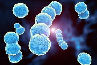 Image illustrative de l'article Syphilis: symptômes, types, transmission et traitement