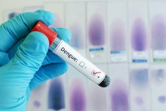 Imagen ilustrativa del artículo Tipos de dengue: cuántos hay y dudas comunes