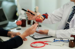 Imagem ilustrativa do artigo Sistema cardiovascular: funções, anatomia (e doenças comuns)