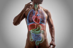 Imagen ilustrativa del artículo Órganos del cuerpo humano: cuáles son y sus funciones