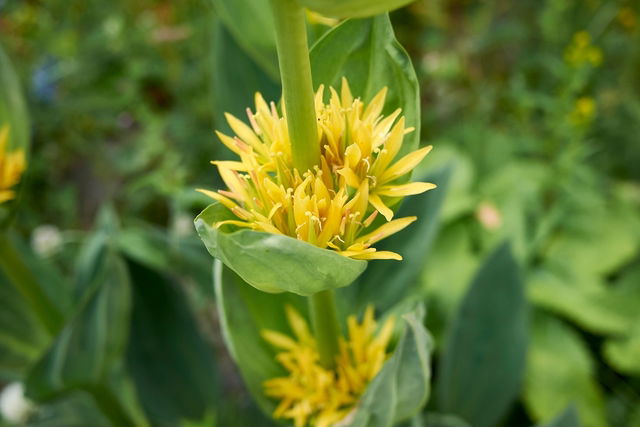 Gentian: What It's Used For (& How to Make Gentian Root Tea) - Tua Saúde