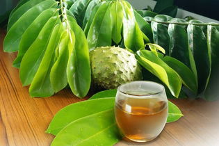 Illustrative image of the article Soursop Tea: 10 Health Benefits, How to Make & Side Effects