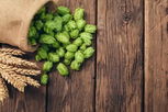 Illustrative image of the article Hops: 7 Health Benefits, How to Use & Side Effects