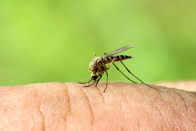 Mosquito picando a pele de uma pessoa