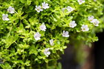 Illustrative image of the article Bacopa Monnieri: Health Benefits, How to Use & Side Effects