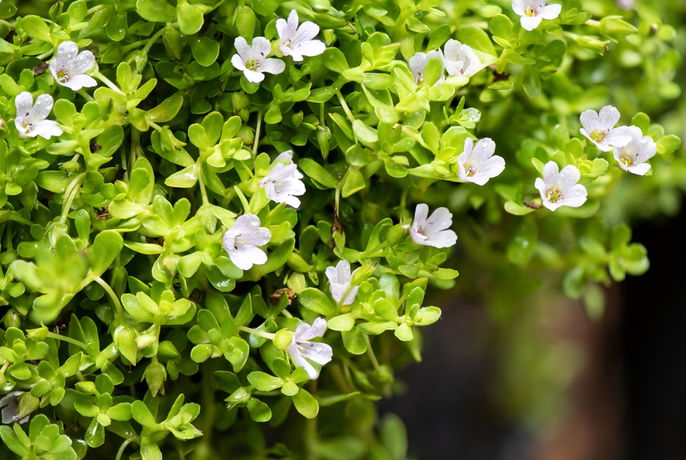 A shrub of bacopa monnieri with flowers