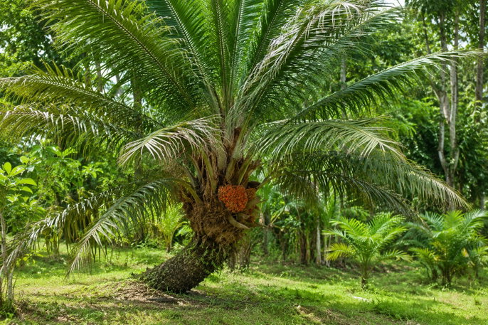 American oil palm, Elaeis oleifera, the plant associated with batana oil | AI-generated image