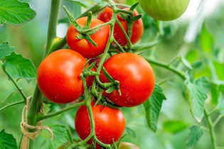 Imagen ilustrativa del artículo ¿El tomate es fruta o verdura?