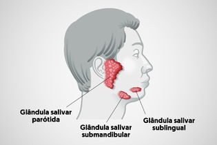 Imagem ilustrativa do artigo O que são as glândulas salivares, qual sua função e problemas comuns