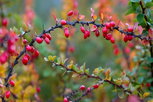 Imagen ilustrativa del artículo ¿Para qué sirve la berberina en mujeres?