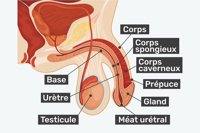 Imagem ilustrativa número 1