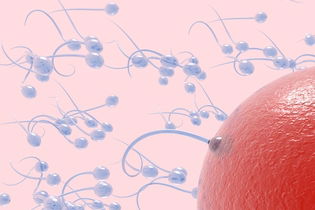 Imagen ilustrativa del artículo Cómo calcular los días fértiles de una mujer 