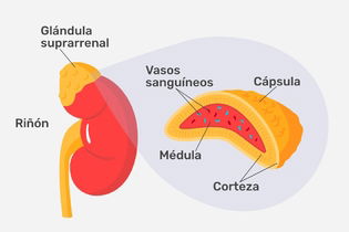 Imagen ilustrativa del artículo Glándulas suprarrenales: función, hormonas y principales enfermedades