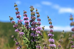 Imagen ilustrativa del artículo Poleo (Mentha pulegium): para qué sirve, propiedades y cómo preparar el té