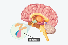 Imagen ilustrativa del artículo Hipófisis: funciones, anatomía y enfermedades