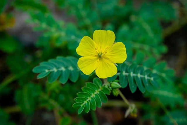 Planta Tribulus terrestris