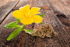 Imagen ilustrativa del artículo Damiana (Turnera diffusa): para qué sirve, propiedades y cómo preparar