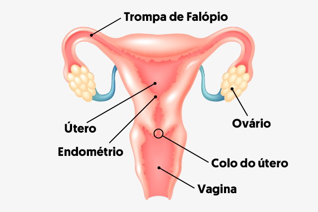 Colo Do Utero Com Aparencia Saudavel