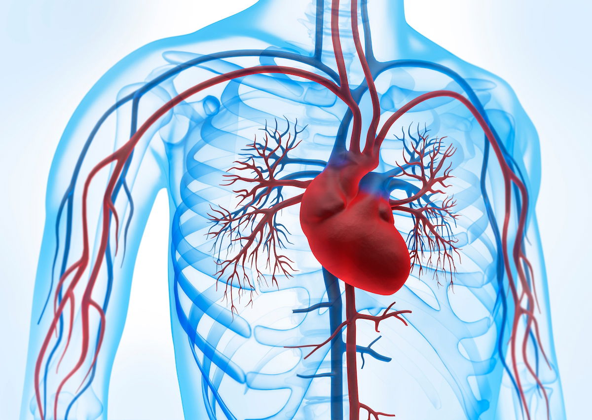 Sistema cardiovascular: funciones órganos y enfermedades Tua Saúde