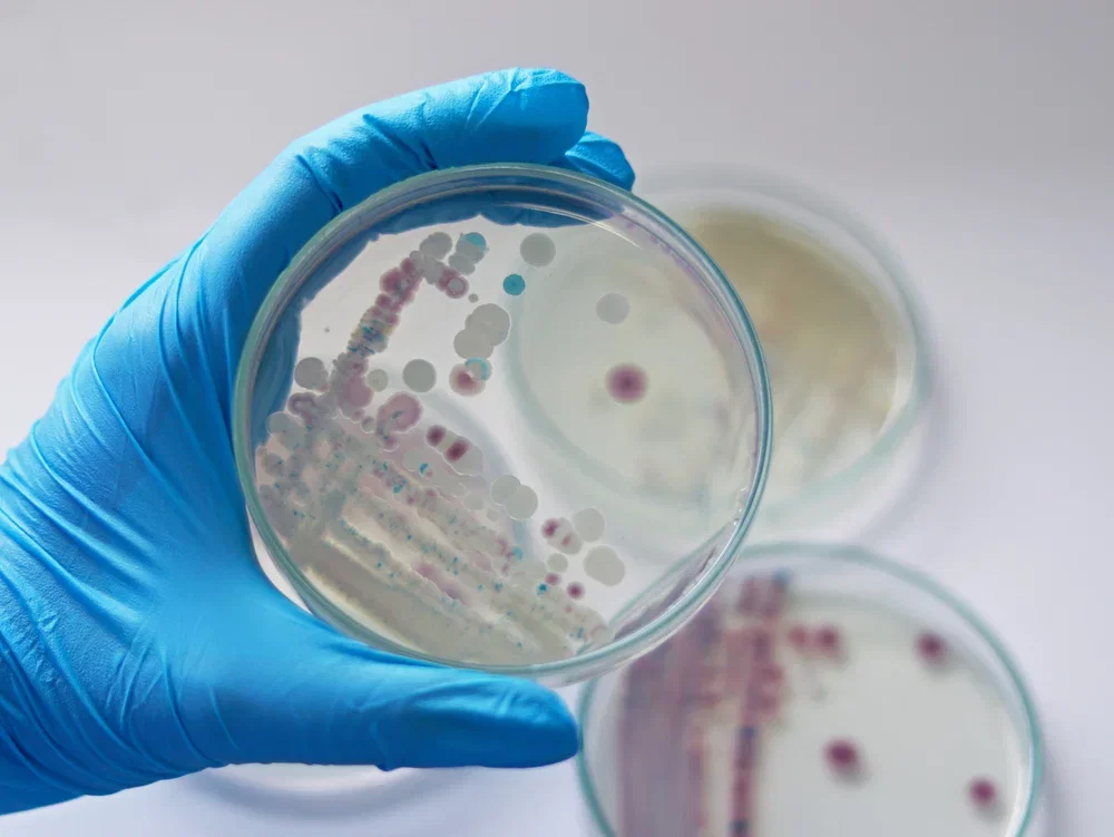 Vibrio vulnificus: sintomas, transmissão e tratamento