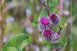 Illustrative image of the article Burdock: Health Benefits, Preparations & Side Effects