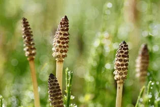 Illustrative image of the article Horsetail Tea: 7 Health Benefits, How to Make & Side Effects