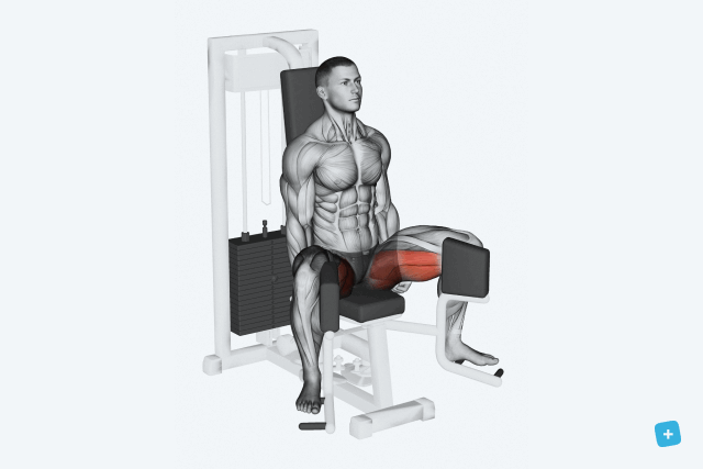 Illustrative image of the article Leg Workout: Warm-Up & 15 Exercises (For Home & Gym)