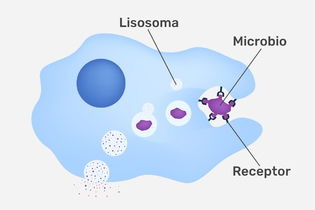 Imagen ilustrativa del artículo Fagocitosis: qué es, etapas y para qué sirve