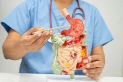 Imagen ilustrativa del artículo  Sistema digestivo: órganos, funciones y enfermedades