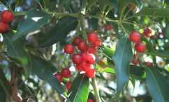 Imagem ilustrativa do artigo Pholia magra: para que serve e como tomar