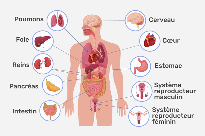 Image du corps humain et ses principaux organes