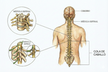 Imagen ilustrativa del artículo Médula espinal: qué es, función y partes