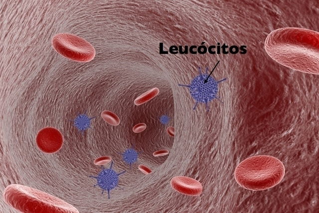 Hematócrito Alto ou Baixo: Quais as Causas? Hemograma