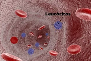 Imagen ilustrativa del artículo Hemograma completo: qué es, para qué sirve y resultados