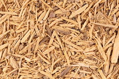 Imagem ilustrativa do artigo Marapuama: para que serve e como fazer o chá