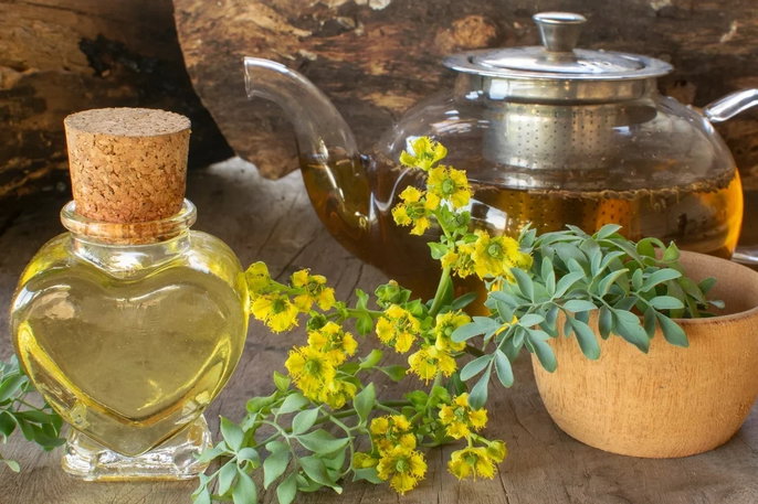 Ruda 9 Beneficios Para Qu Sirve Y C mo Se Prepara El T Tua Sa de Ruda 9 Beneficios Para Qu Sirve Y C mo Se Prepara El T Tua Sa de