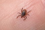 Illustrative image of the article Tick-Borne Diseases: 10 Illnesses You Can Get From Tick Bites