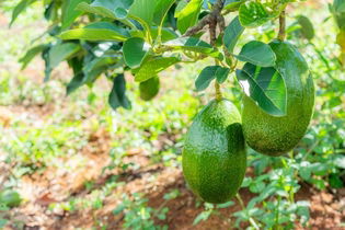 Imagen ilustrativa del artículo ¿El aguacate es fruta o verdura?