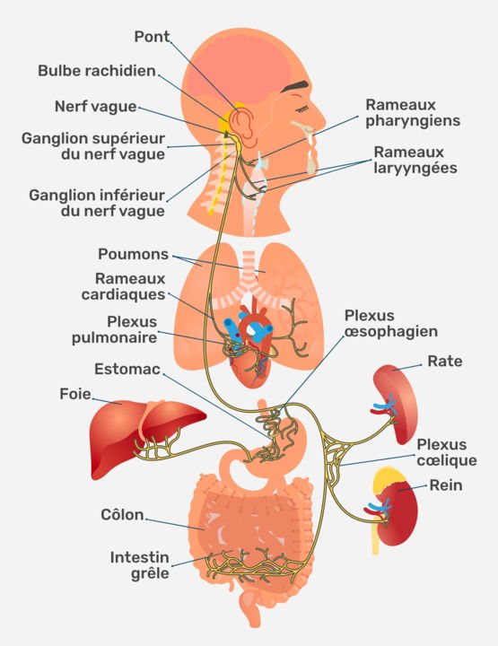 Anatomie du nerf vague