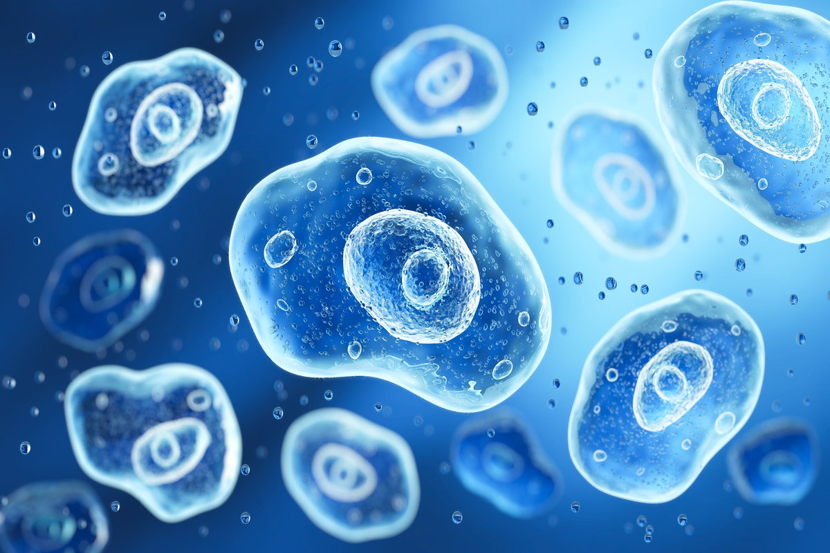 Integer Cellula Célula: o que é, tipos (estruturas e organelas) - Tua Saúde