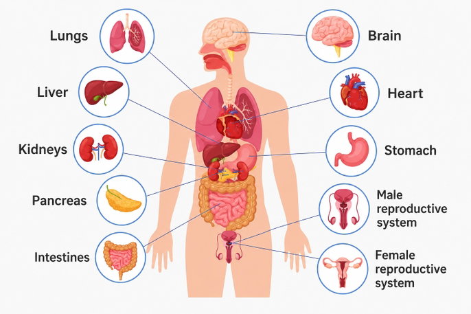 image of the human body and where the organs are located