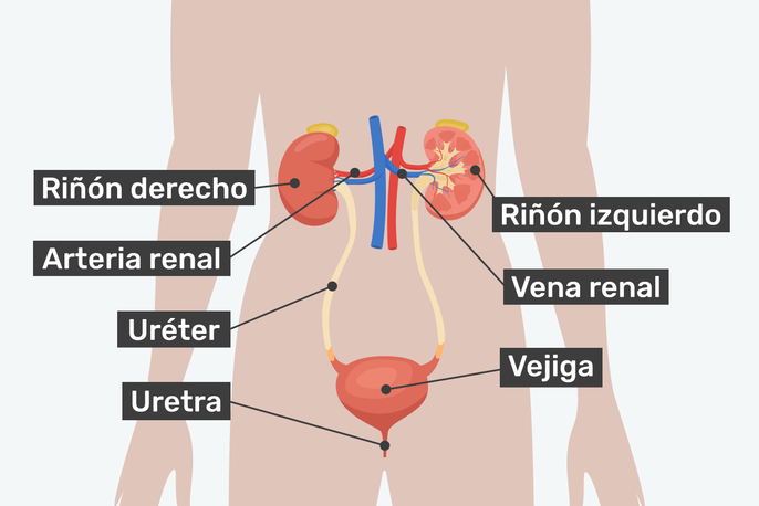 Partes del sistema urinario