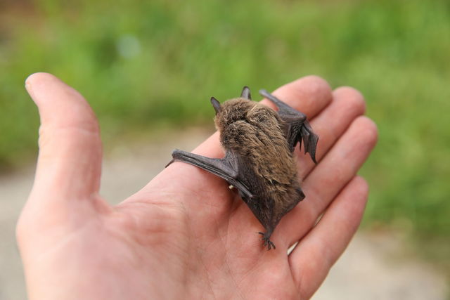 chauve-souris qui transmettent essentiellement le virus Nipah