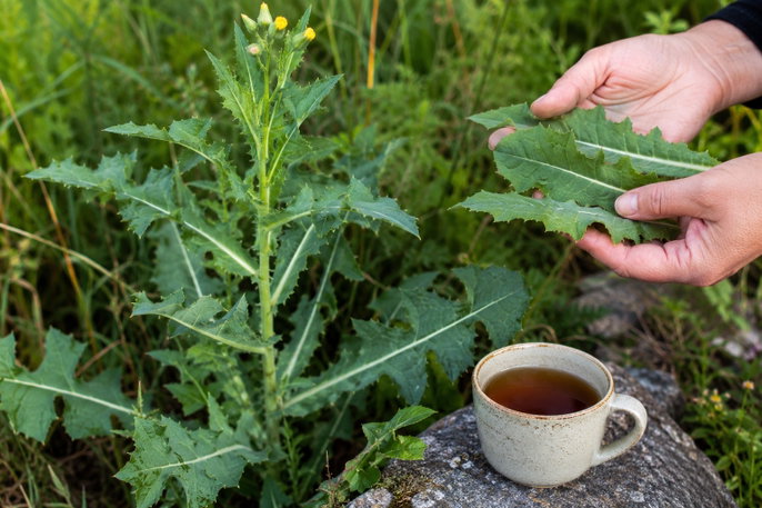 Wild lettuce | AI-generated image