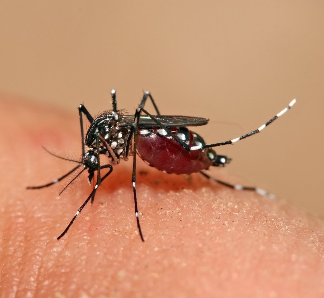 Dengue: O Que É, Sintomas, Tratamento E Prevenção