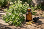 Illustrative image of the article Oregano Essential Oil: Health Benefits, How to Use & Side Effects