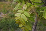 Illustrative image of the article Ash Tree: Health Benefits, How to Use & Contraindications