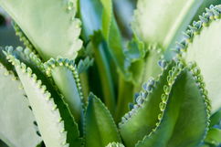 Imagen ilustrativa del artículo Aranto: para qué sirve, propiedades y cómo usar 